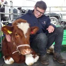 Ben & Annie the Ayrshire calf